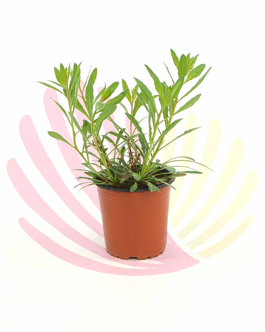 Gaura lindheimeri White - P115030V0025Z00010